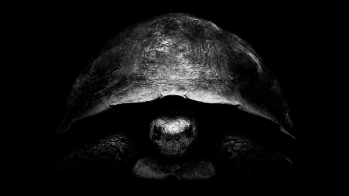 Why is Bezos trolling Musk on X with turtle pics? Because he has a new Moon plan.