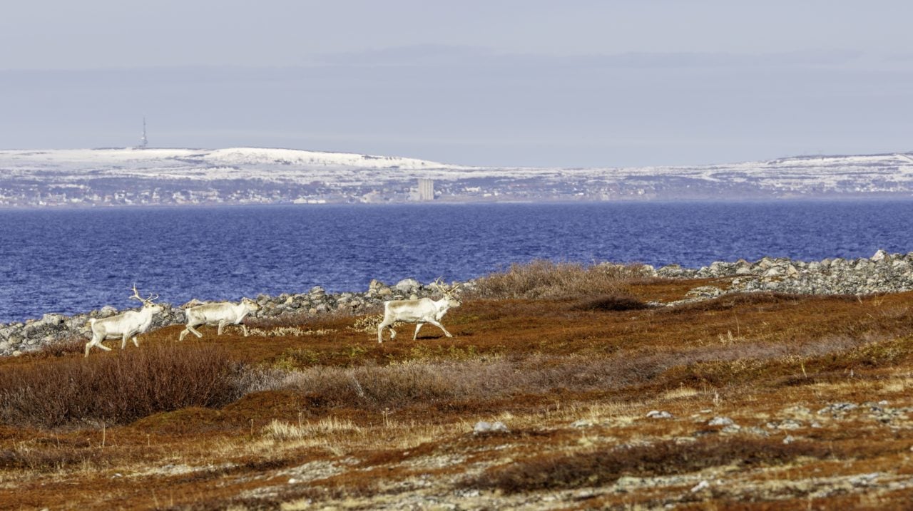 Globalstar Provides Satellite Tech to Protect Norway’s Reindeer