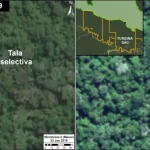 Can Satellite Imagery Detect Selective Logging