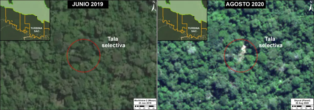 Can Satellite Imagery Detect Selective Logging