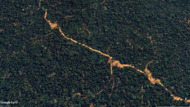 Satellite image showing canopy openings in the same forest area in 2023 after selective logging.