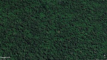 Satellite image showing the forest canopy in 2020 before the selective logging illustrated by the University of Sheffield.